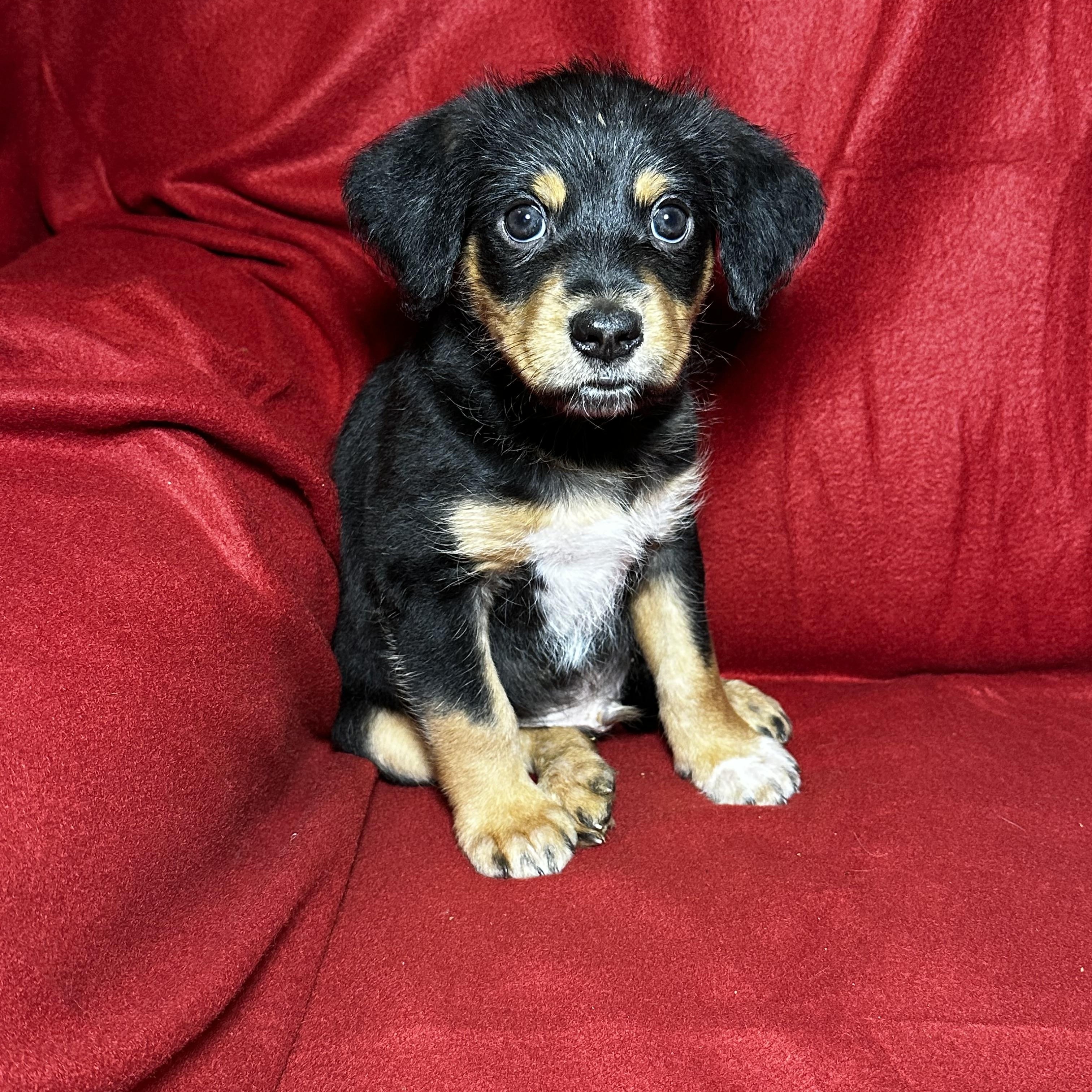 Milo, a Adoptable mixed breed in High Ridge, MO image 1/3