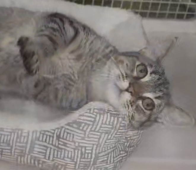 Fuji INDOOR ONLY, a Adoptable Domestic Short Hair in Stockton, CA image 1/2