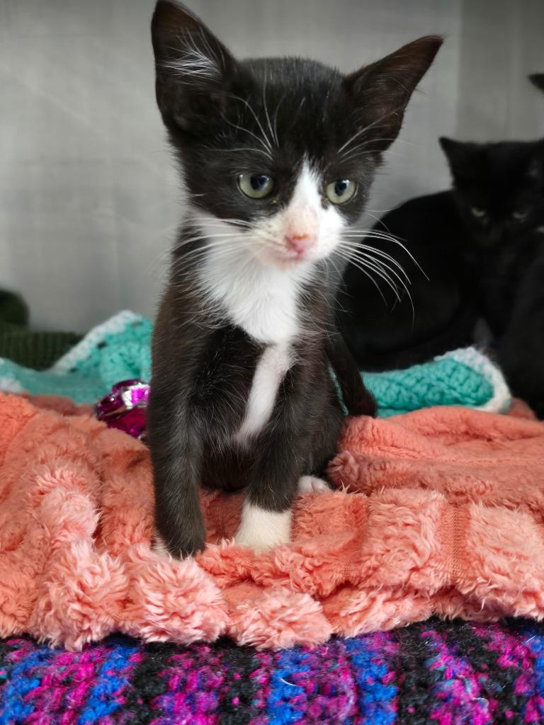 X6 Teeny, Adoptable, Kitten Male Domestic Short Hair.
