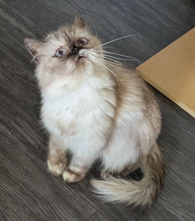 SOPHIE, a ADOPTABLE Himalayan in Mequon, WI image 1/6