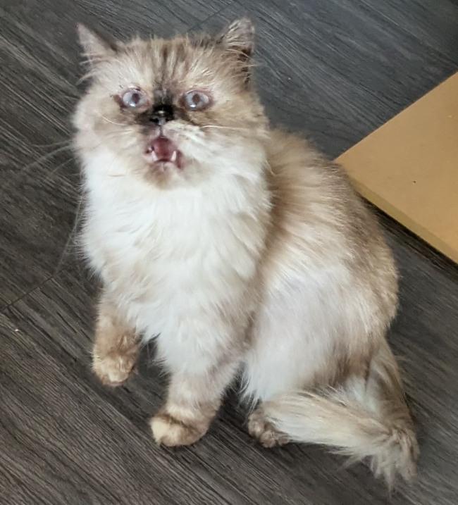 SOPHIE, a ADOPTABLE Himalayan in Mequon, WI image 6/6