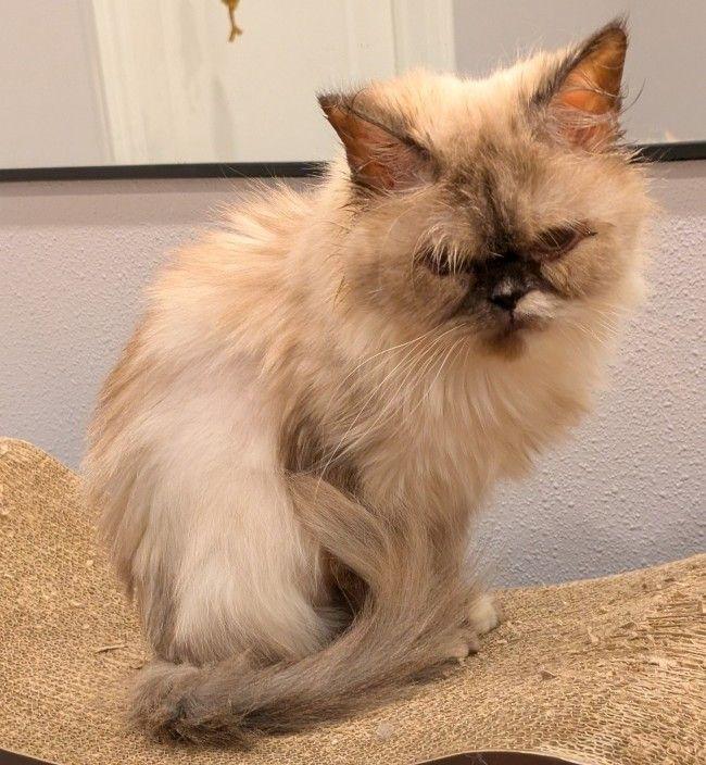 SOPHIE, a ADOPTABLE Himalayan in Mequon, WI image 4/6