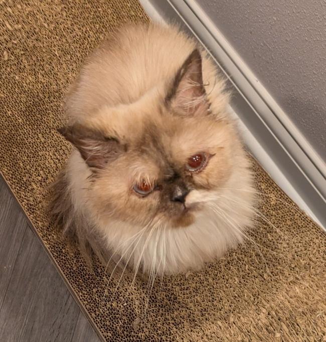 SOPHIE, a ADOPTABLE Himalayan in Mequon, WI image 5/6