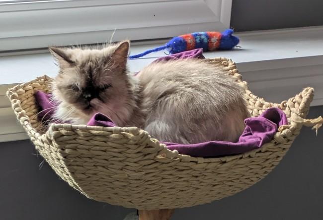 SOPHIE, a ADOPTABLE Himalayan in Mequon, WI image 2/6