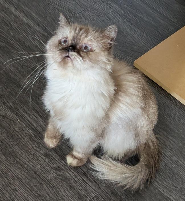 SOPHIE, a ADOPTABLE Himalayan in Mequon, WI image 3/6