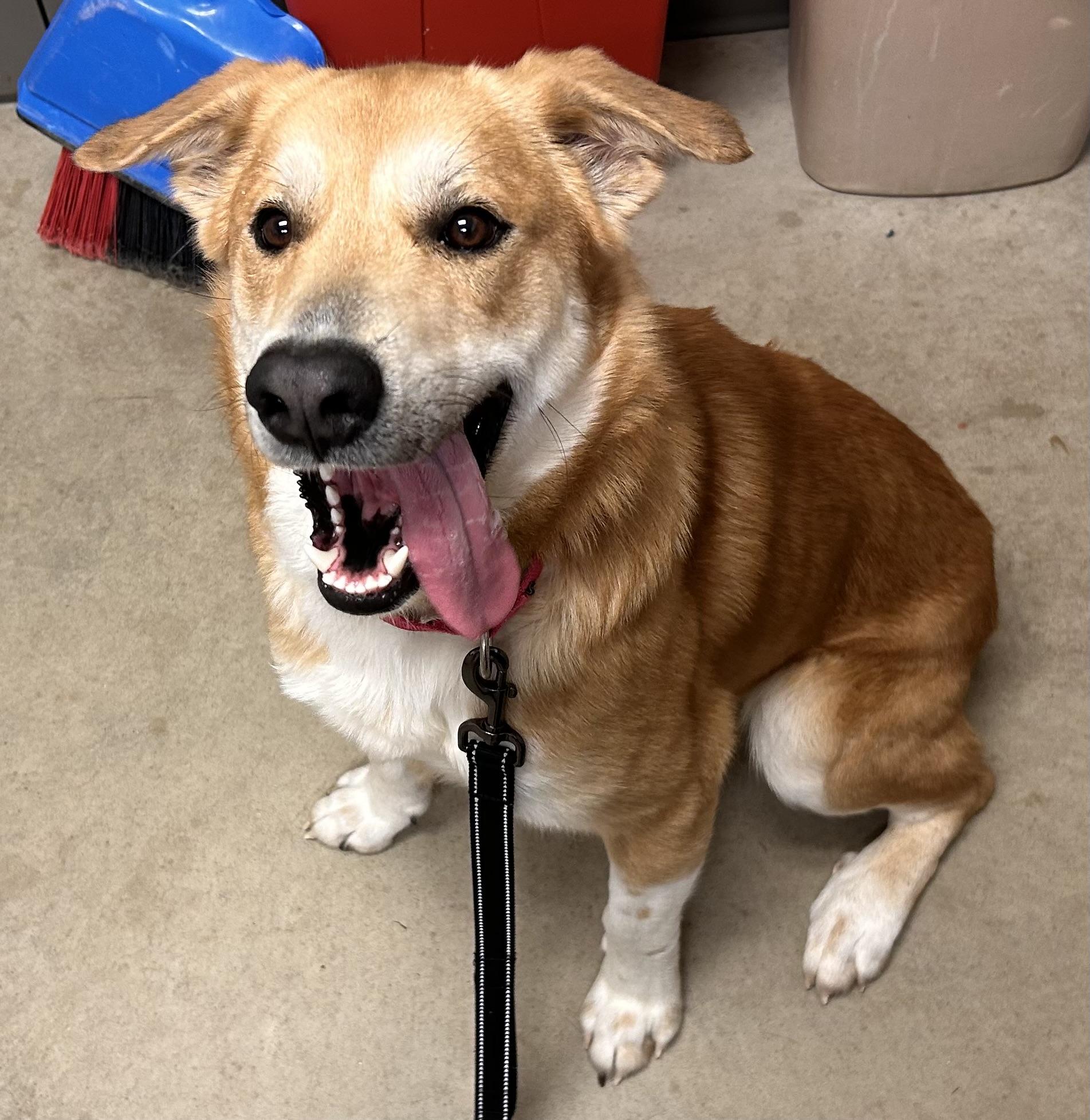 Santiago, ADOPTABLE, Adult Male Shepherd.