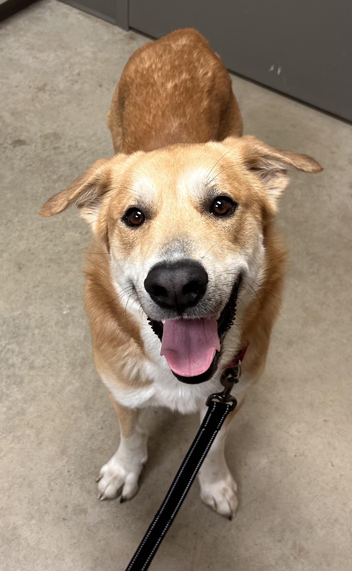 Enlarge Santiago, a ADOPTABLE mixed breed in Mason City, IA image 2/2