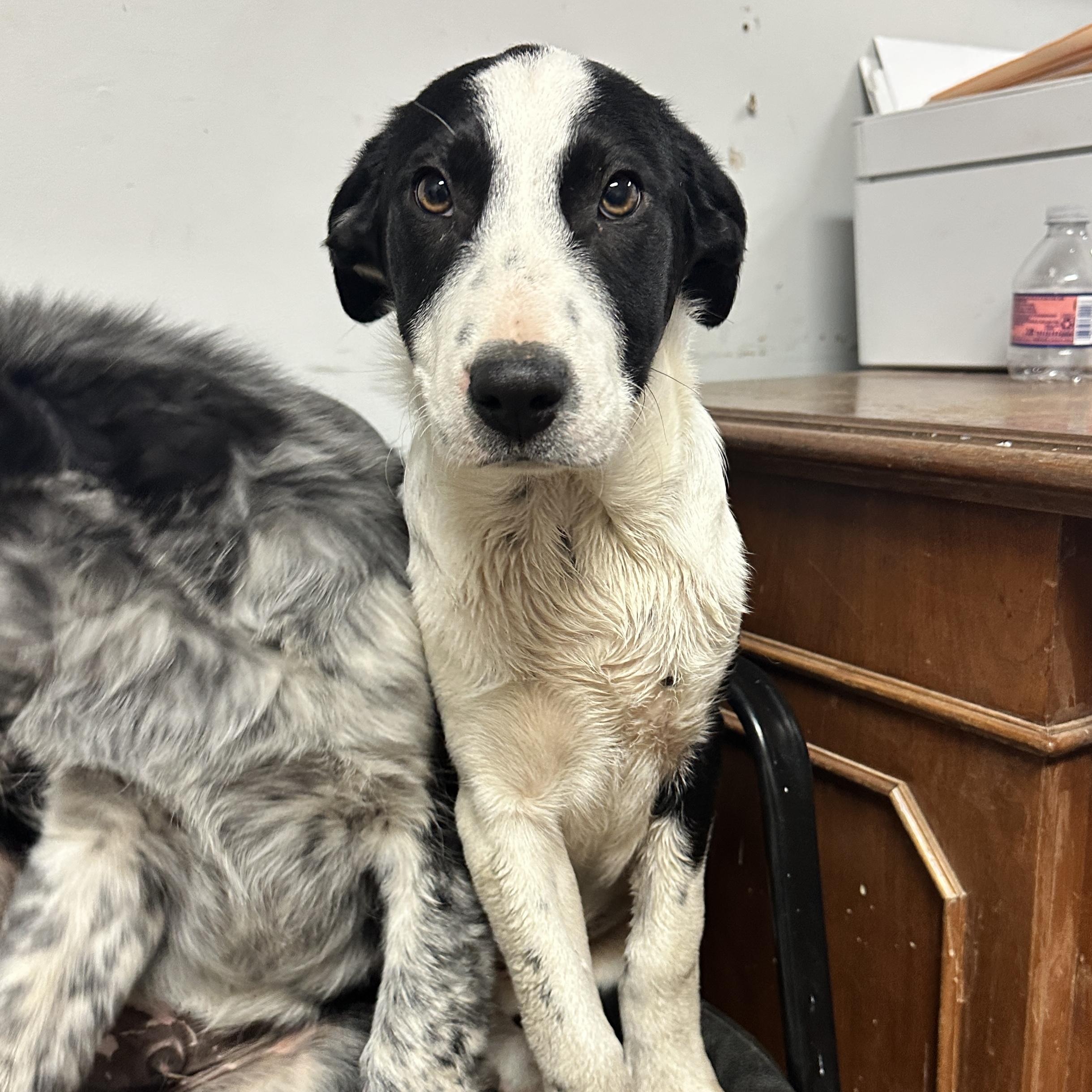 Dim Sum — thumbnail 2