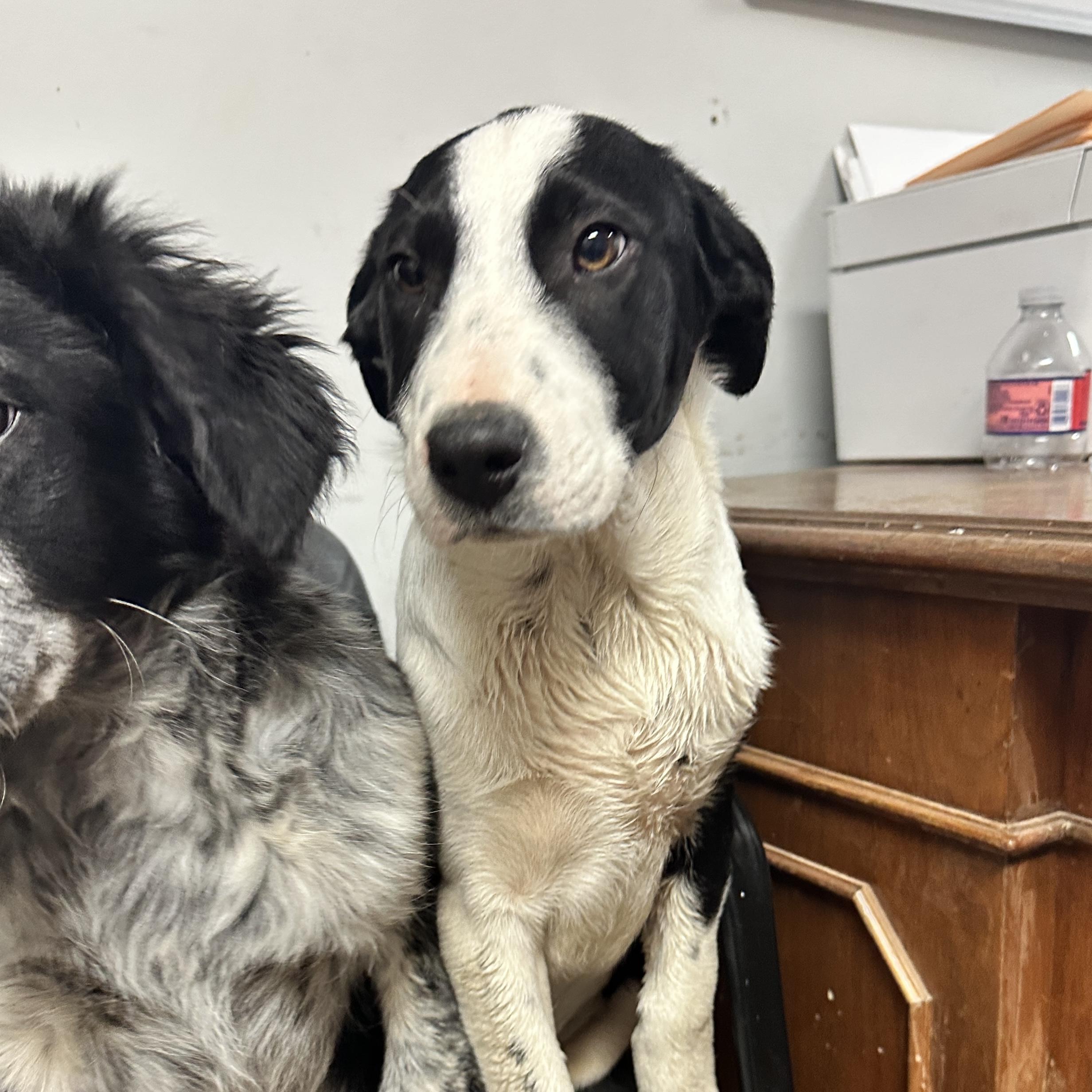 Dim Sum — thumbnail 3