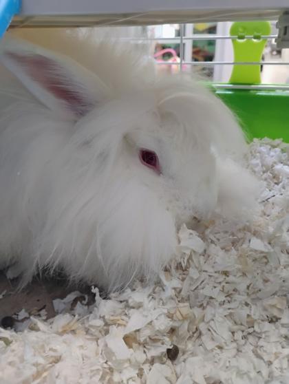 Enlarge Athos, a Adoptable American in Beatrice, NE image 1/1