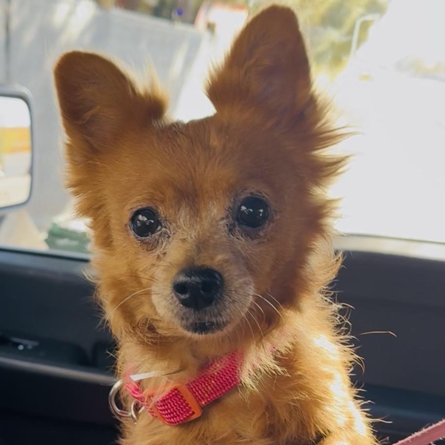 Poppy ll, Adoptable, Adult Female Chihuahua.