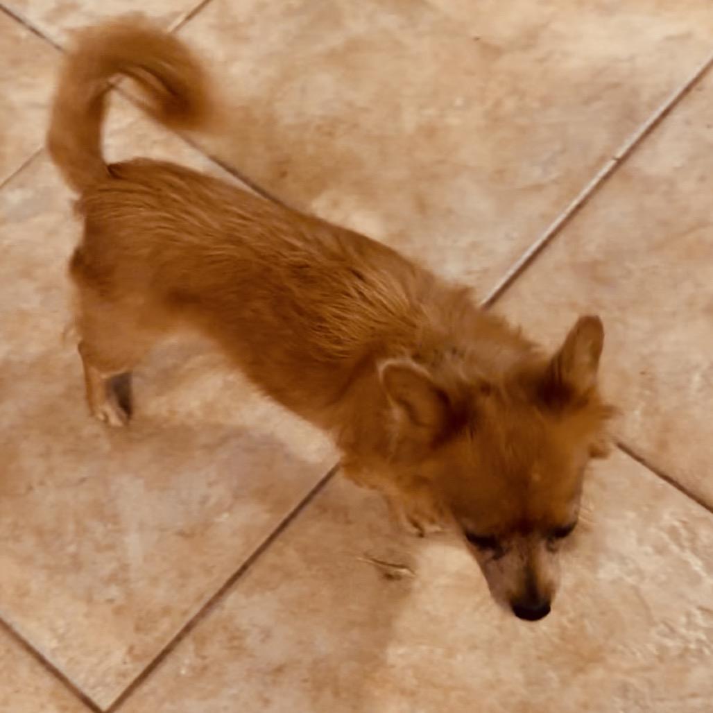 Poppy ll, Adoptable, Adult Female Chihuahua.
