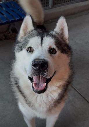 Enlarge Sterling, an adopted mixed breed in San Rafael, CA image 1/1