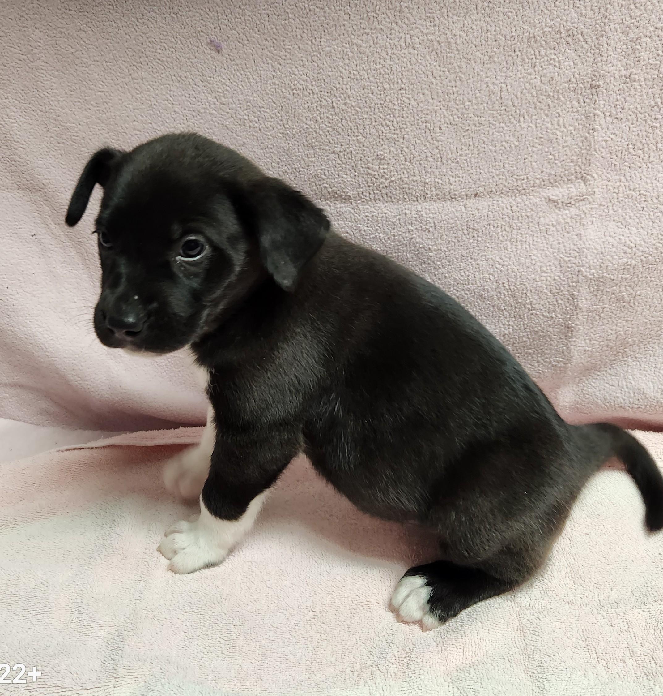 Enlarge Benny, a ADOPTABLE mixed breed in Siloam Springs, AR image 3/3