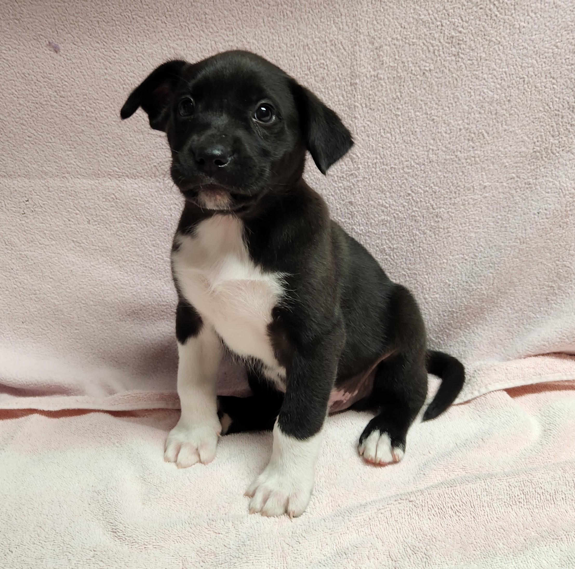 Enlarge Benny, a ADOPTABLE mixed breed in Siloam Springs, AR image 1/3