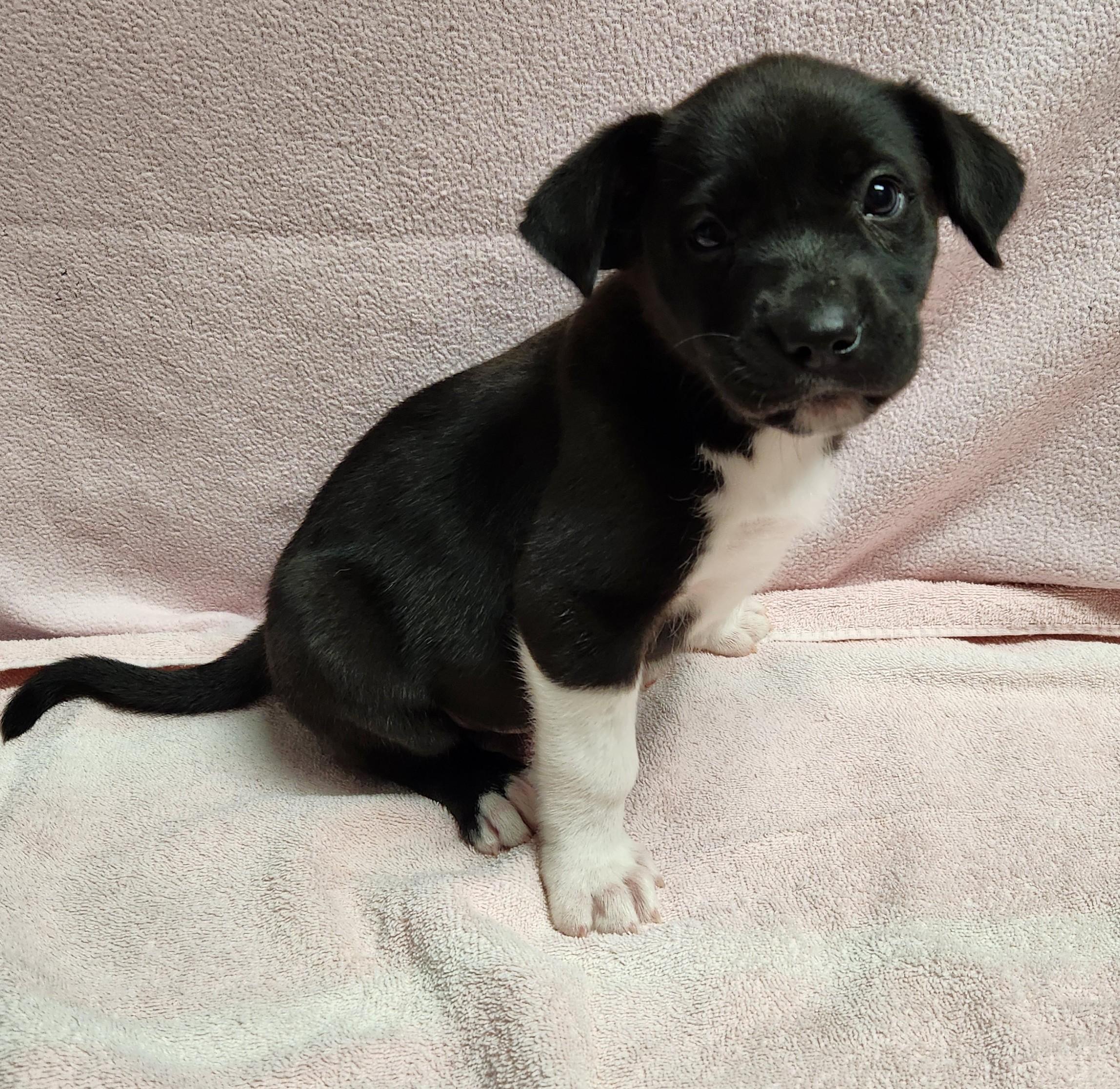 Enlarge Benny, a ADOPTABLE mixed breed in Siloam Springs, AR image 2/3