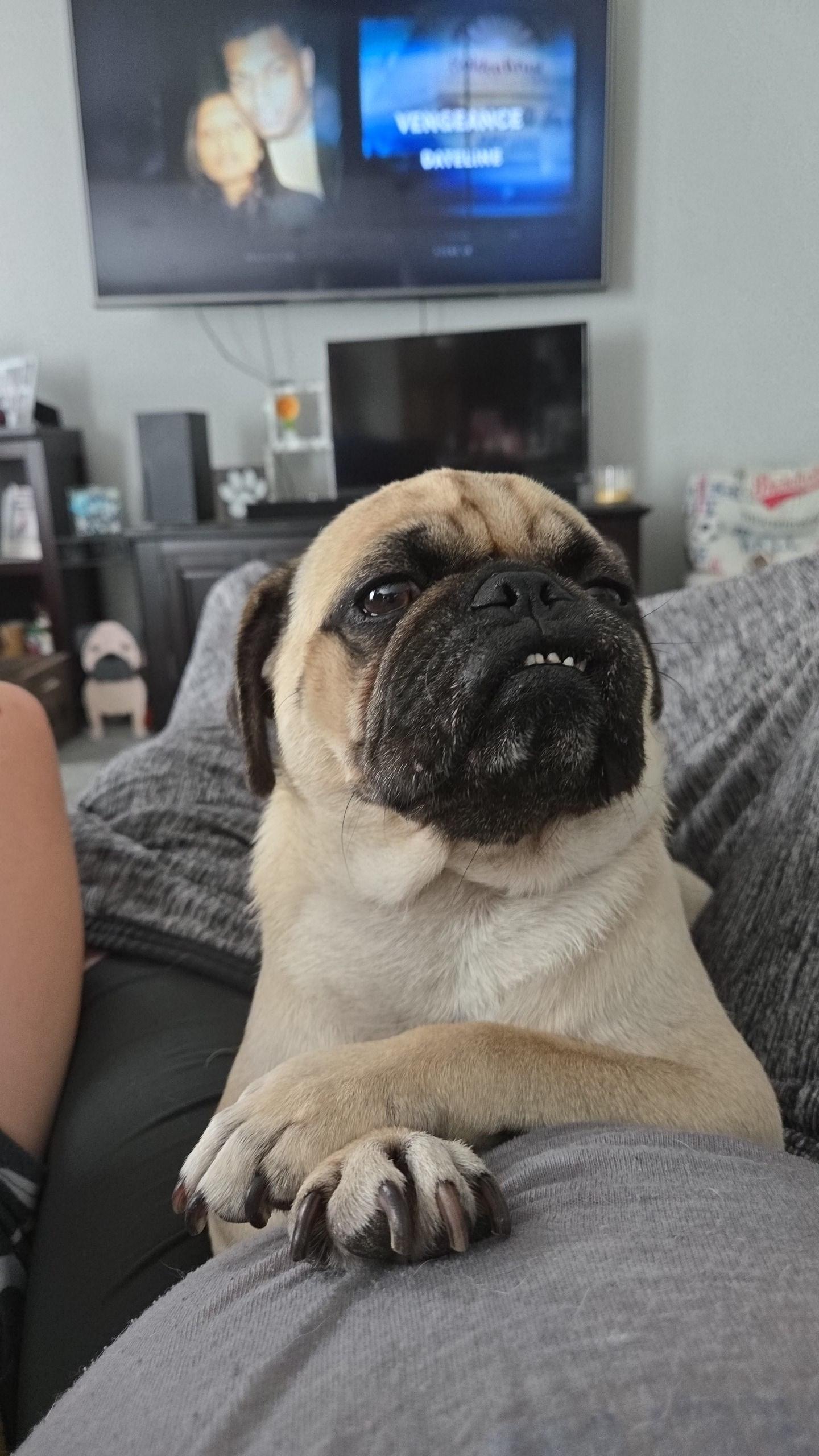 Calvin, Adoptable, Young Male Pug.