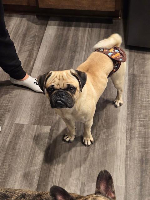 Calvin, a Adoptable Pug in Fort Calhoun, NE image 3/5