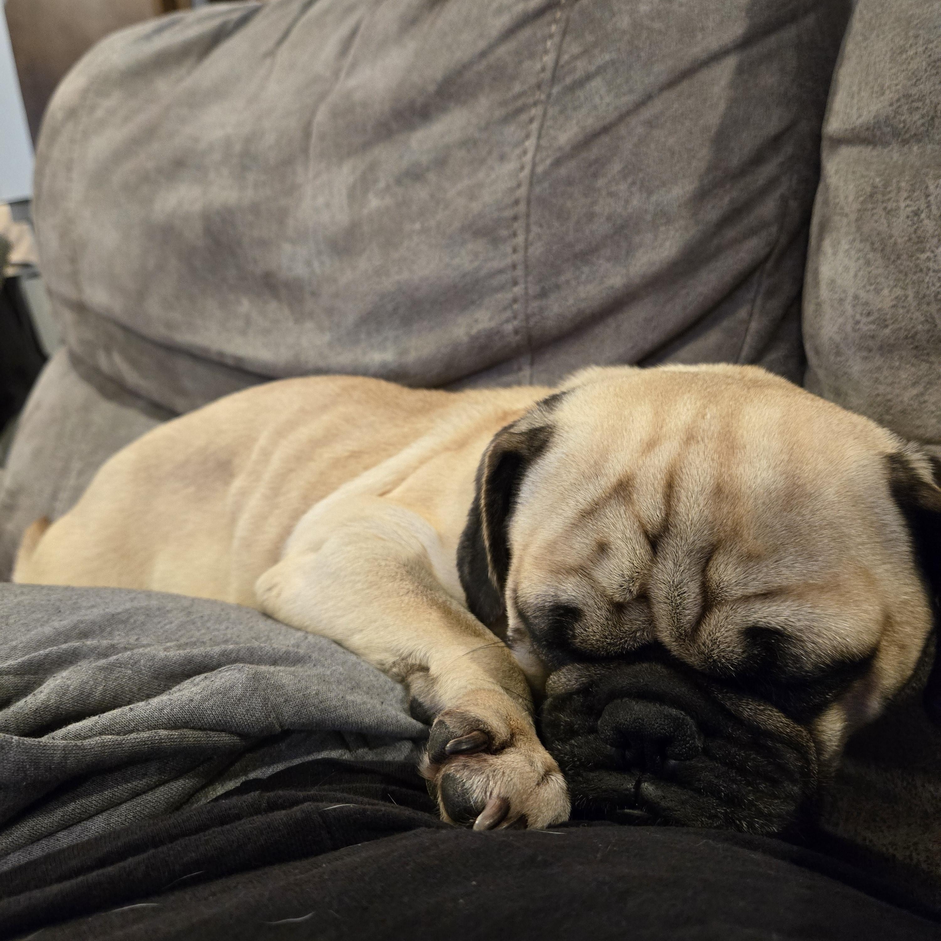 Calvin, a Adoptable Pug in Fort Calhoun, NE image 4/5