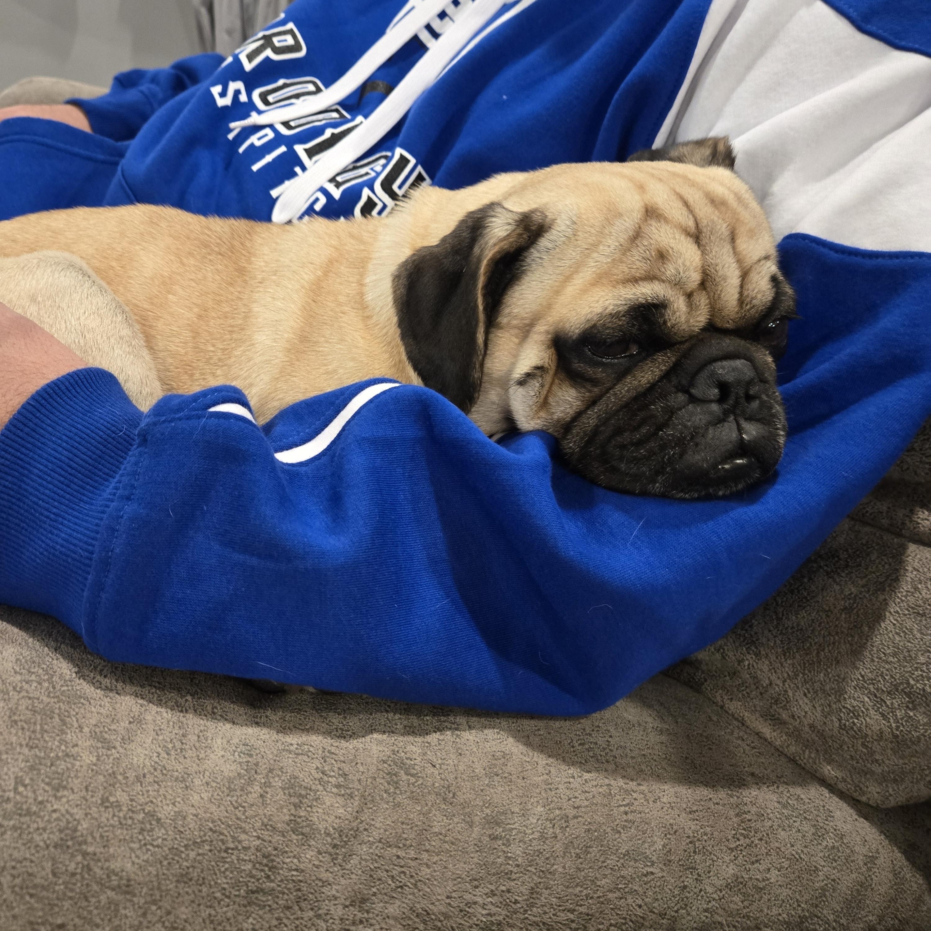 Calvin, a Adoptable Pug in Fort Calhoun, NE image 5/5