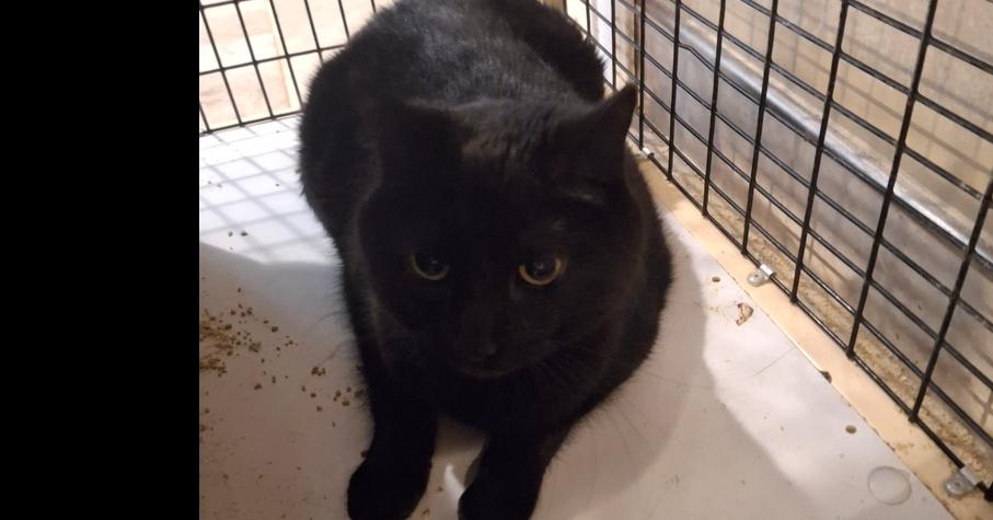 Scout L., Adoptable, Adult Female Domestic Short Hair.