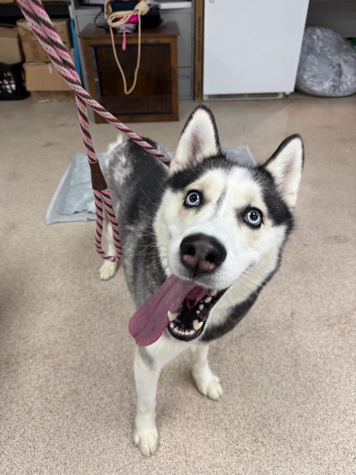 Frodo, ADOPTABLE, Adult Male Husky.