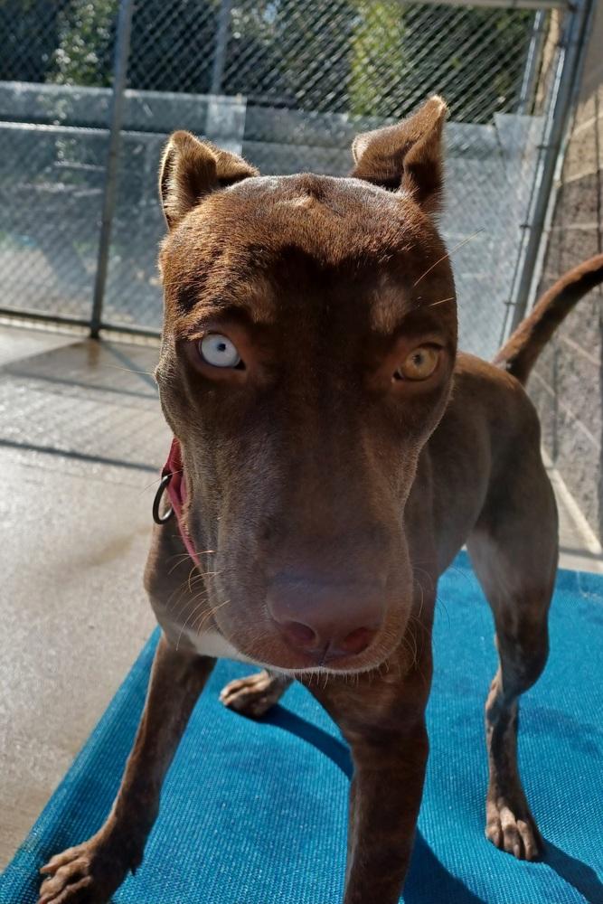 Enlarge Livia, a Adoptable mixed breed in Kalamazoo, MI image 1/1