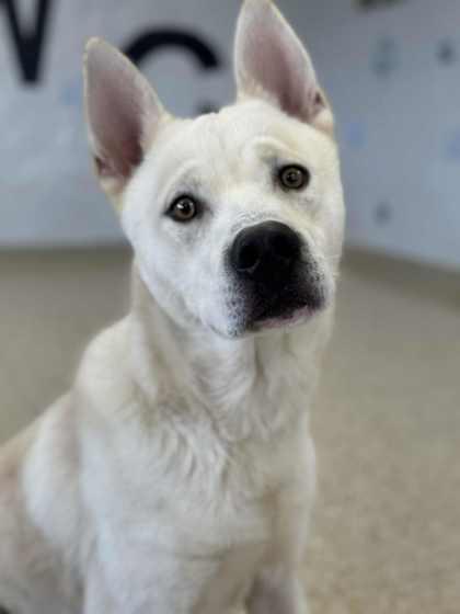 Tundra, Adoptable, Young Male Siberian Husky & Mixed Breed.