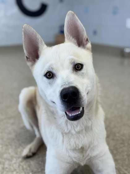 Enlarge Tundra, a Adoptable mixed breed in Columbia City, IN image 3/3