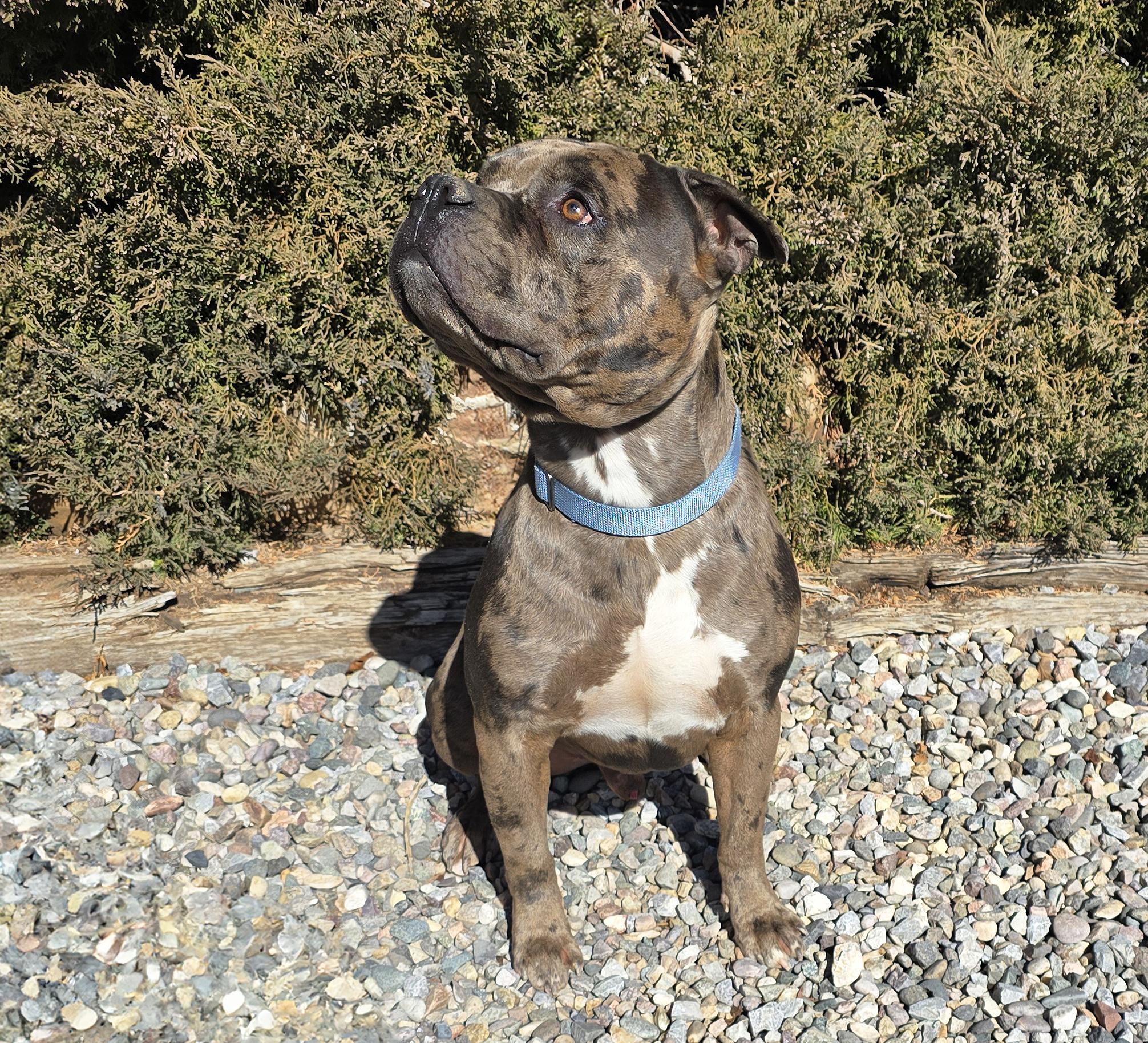 Enlarge GOOD BOY Gustopher ~ Rare Merle American Bully, a Adoptable American Bully in Albuquerque, NM image 3/5