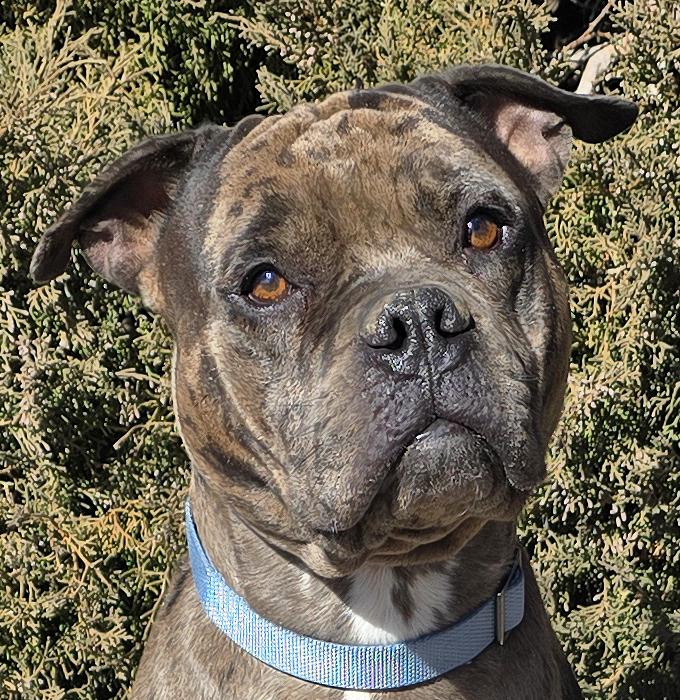 GOOD BOY Gustopher ~ Rare Merle American Bully, Adoptable, Young Male American Bully.