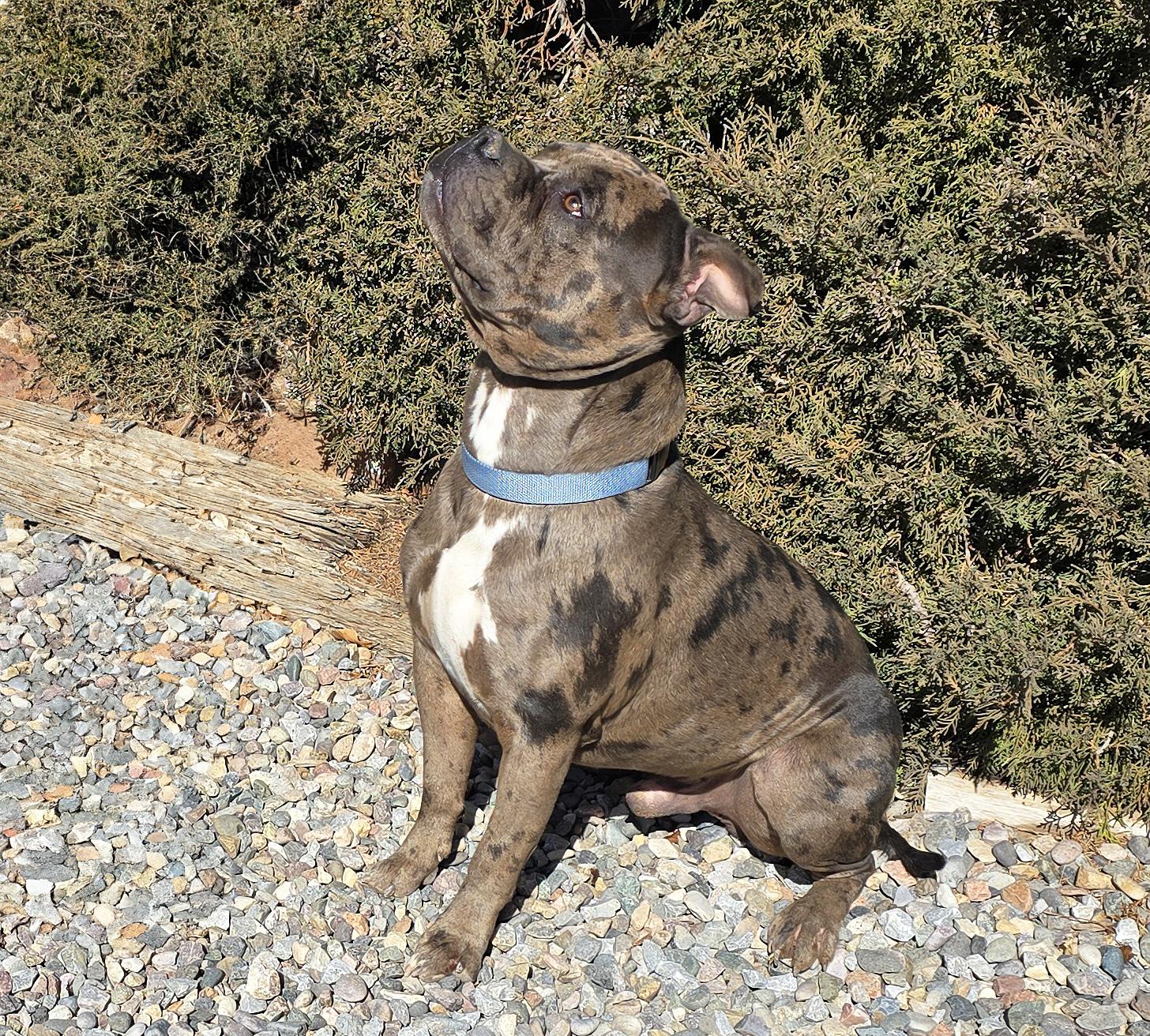 Enlarge GOOD BOY Gustopher ~ Rare Merle American Bully, a Adoptable American Bully in Albuquerque, NM image 5/5
