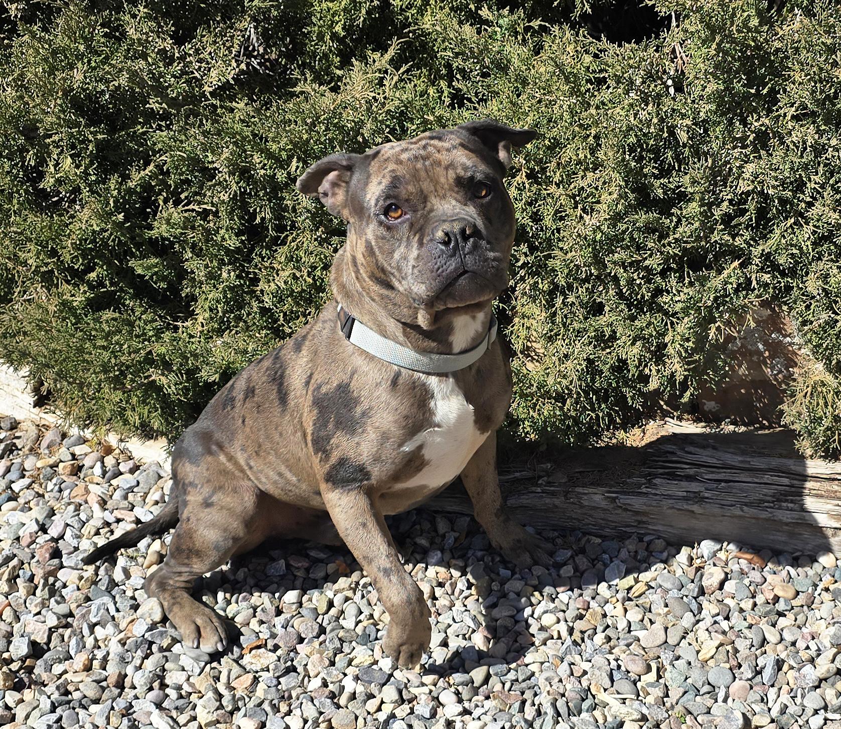 Enlarge GOOD BOY Gustopher ~ Rare Merle American Bully, a Adoptable American Bully in Albuquerque, NM image 2/5