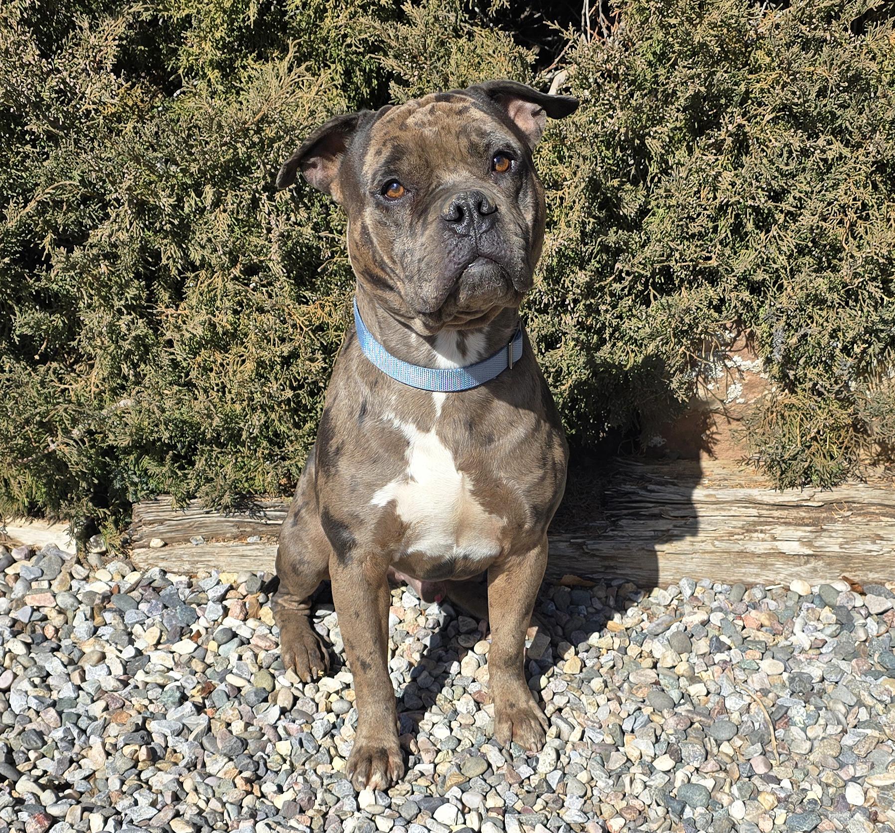 Enlarge GOOD BOY Gustopher ~ Rare Merle American Bully, a Adoptable American Bully in Albuquerque, NM image 2/2