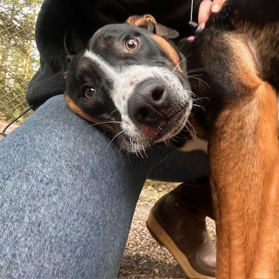 Opie, a Adoptable Mixed Breed in Port Townsend, WA image 1/6