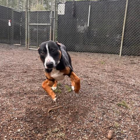 Opie, a Adoptable Mixed Breed in Port Townsend, WA image 2/6