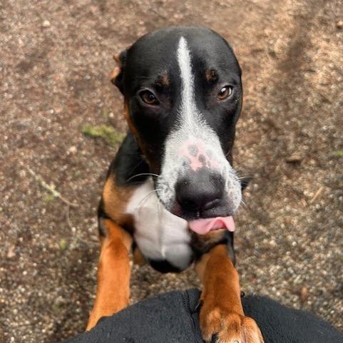 Opie, a Adoptable Mixed Breed in Port Townsend, WA image 4/6