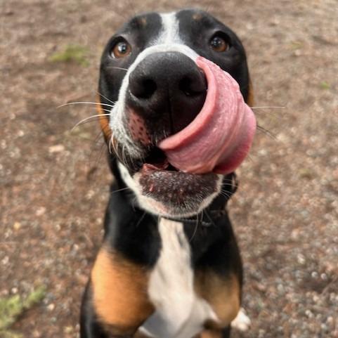 Opie, a Adoptable Mixed Breed in Port Townsend, WA image 5/6