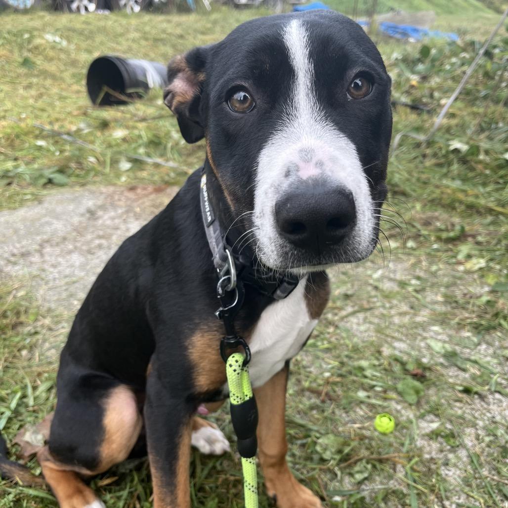 Opie, a Adoptable Mixed Breed in Port Townsend, WA image 6/6