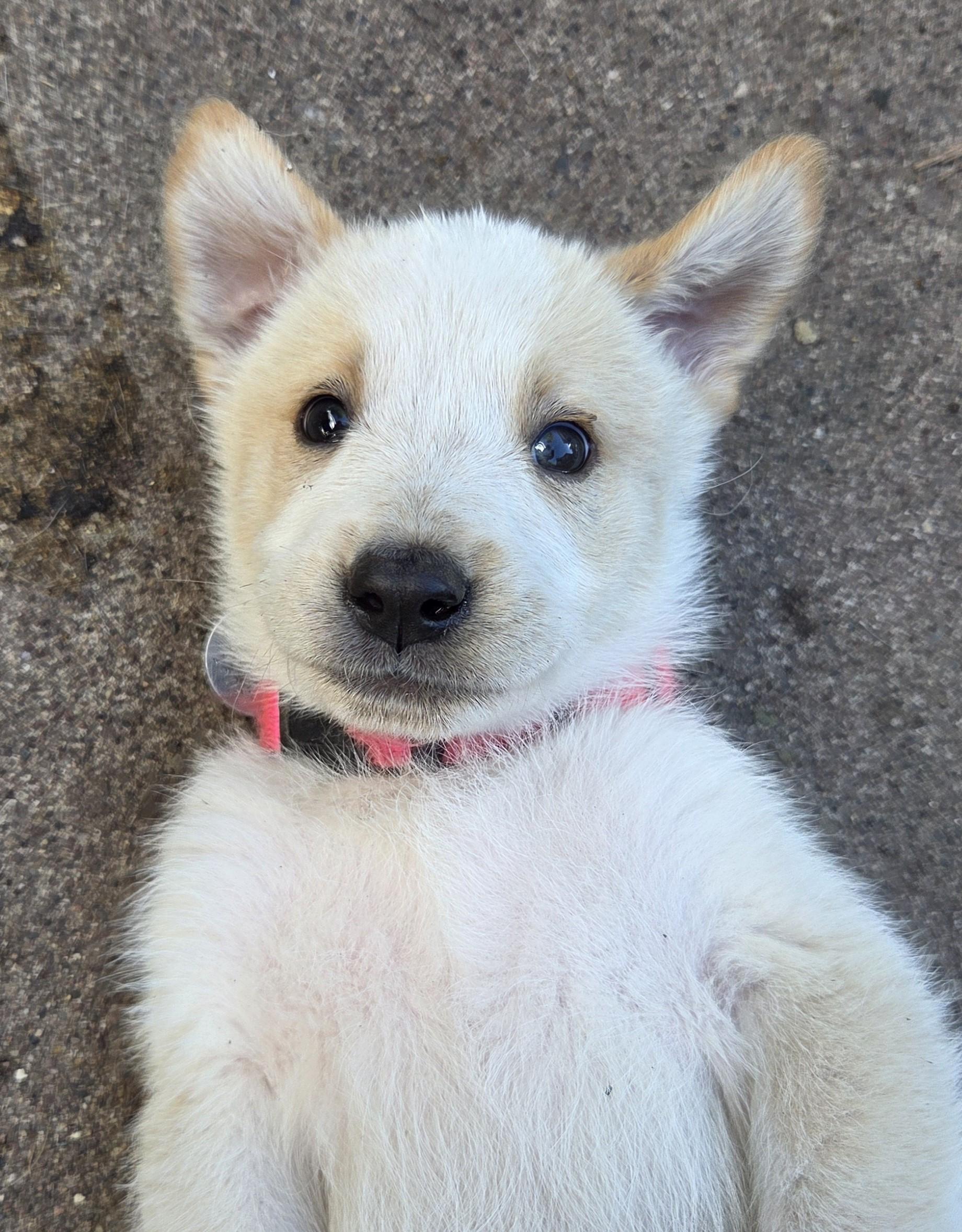 Ella, Adopted, Puppy Female Yellow Labrador Retriever & Siberian Husky.