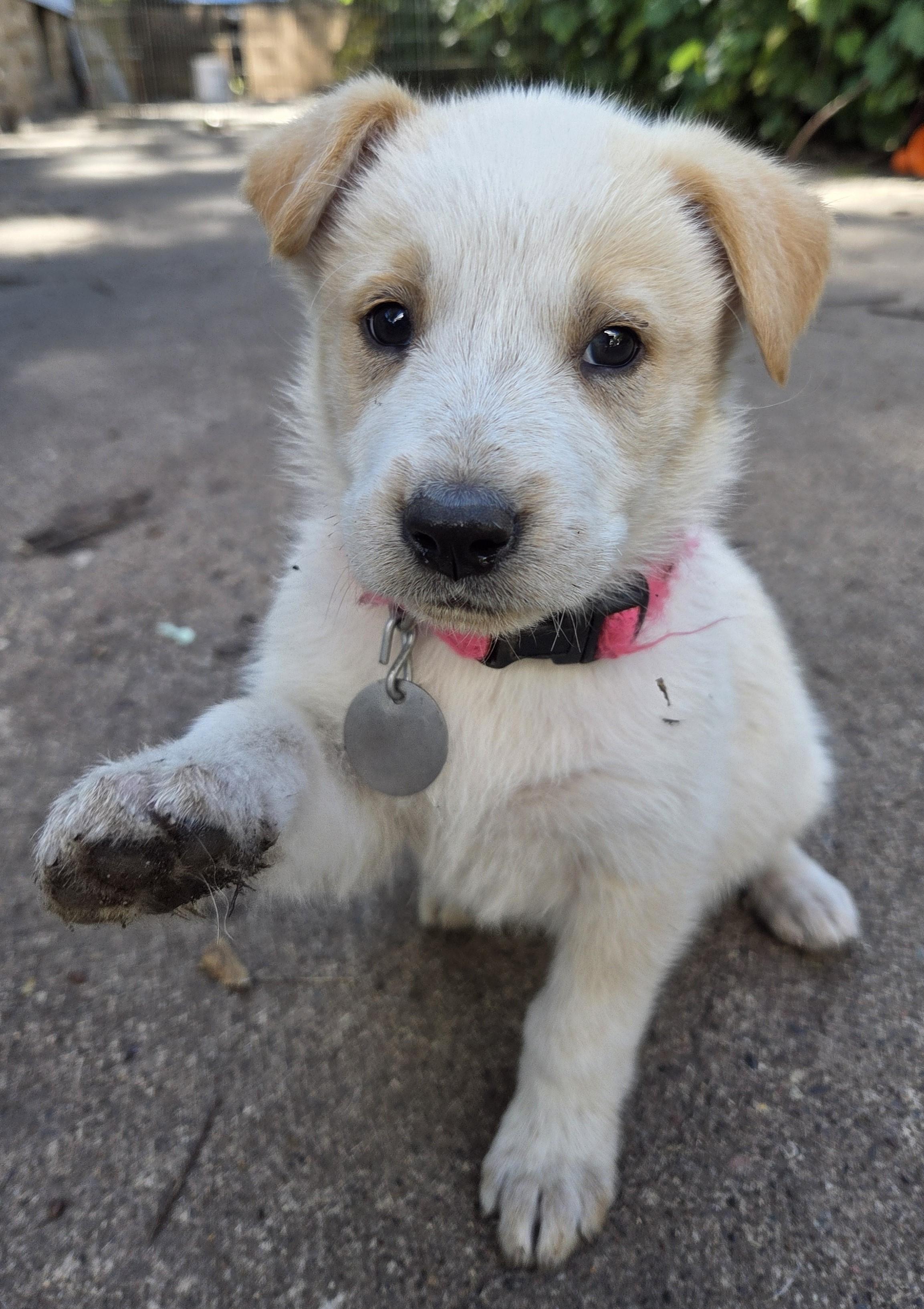 Enlarge Ella, a Adopted mixed breed in Saint Paul, MN image 4/6
