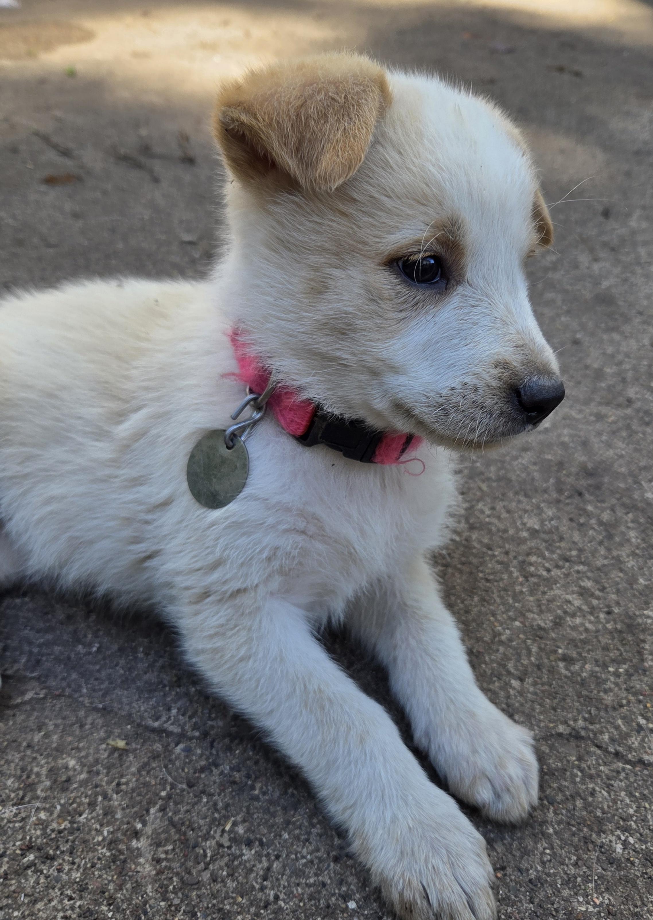 Enlarge Ella, a Adopted mixed breed in Saint Paul, MN image 3/6