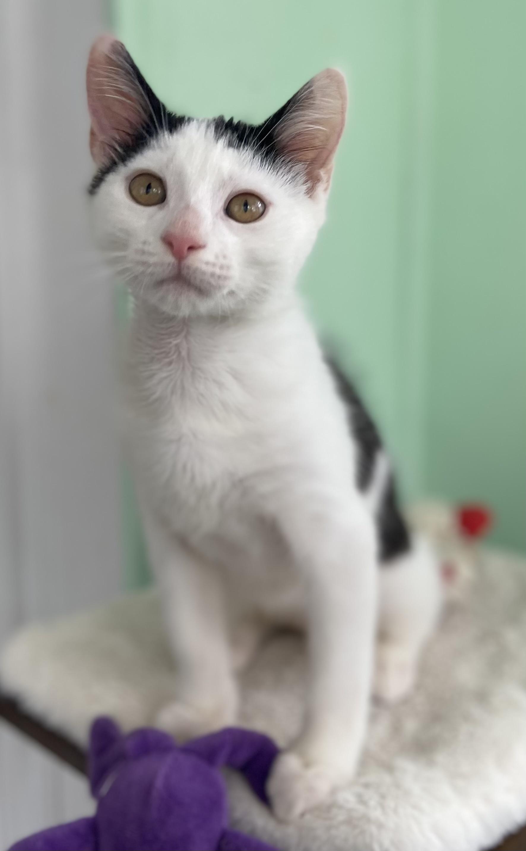 Enlarge Ace, an adopted Domestic Short Hair in Ardsley, NY image 1/1