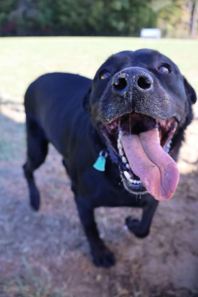 Maybelle (AKA Maggie), a Adoptable mixed breed in Washington, DC image 1/6