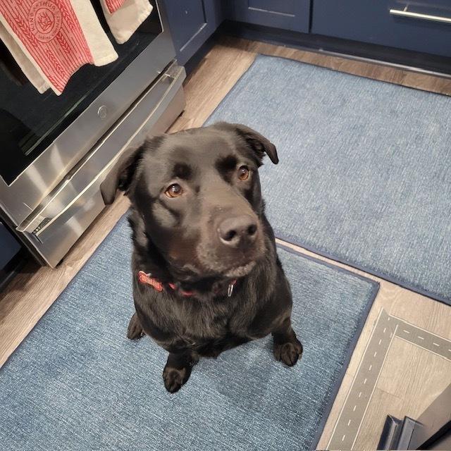 Maybelle (AKA Maggie), a Adoptable mixed breed in Washington, DC image 2/6