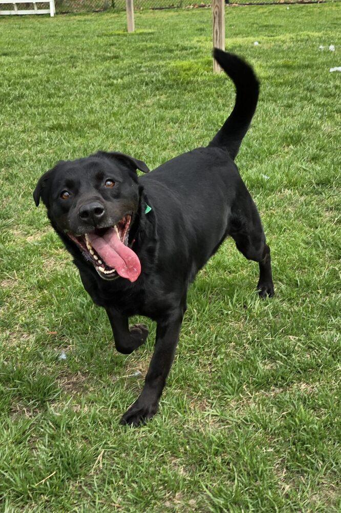 Maybelle (AKA Maggie), a Adoptable mixed breed in Washington, DC image 3/6