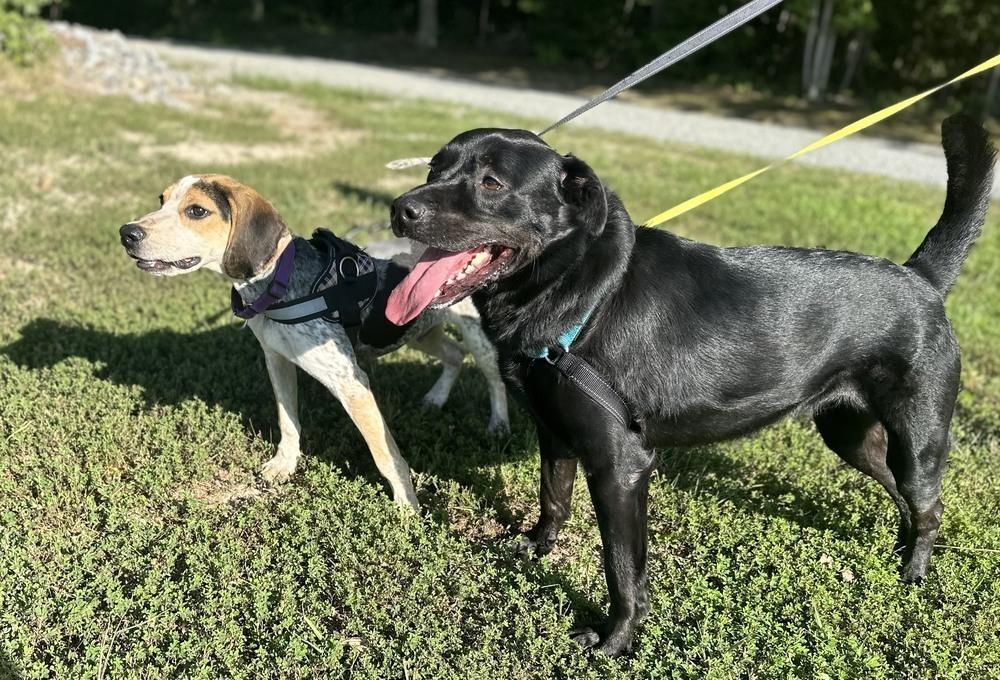 Maybelle (AKA Maggie), a Adoptable mixed breed in Washington, DC image 4/6