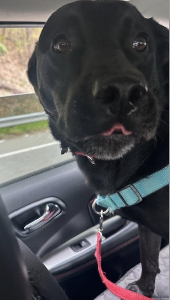 Maybelle (AKA Maggie), a Adoptable mixed breed in Washington, DC image 5/6