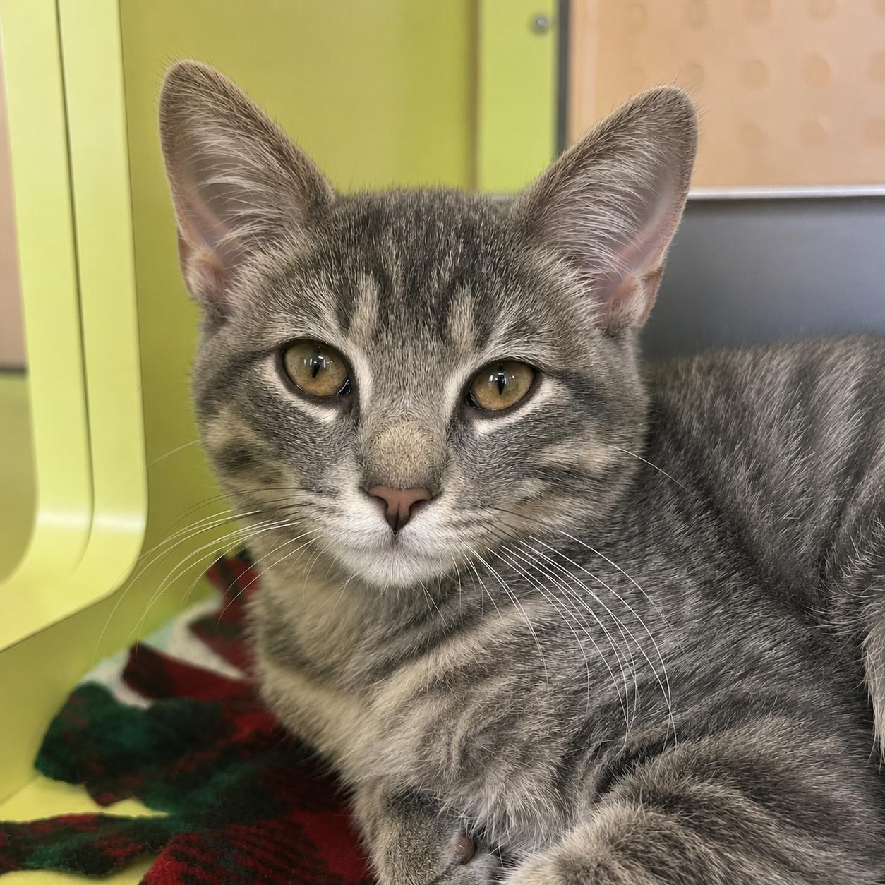 Dustpan, an adopted Domestic Short Hair in Pontiac, MI image 2/2