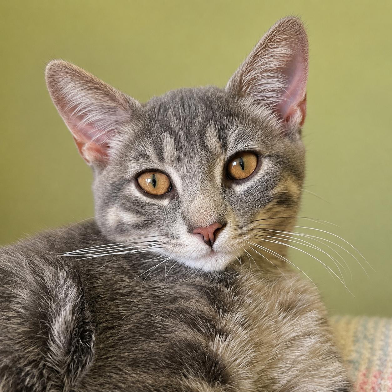 Dustpan, adopted, Kitten Male Domestic Short Hair.